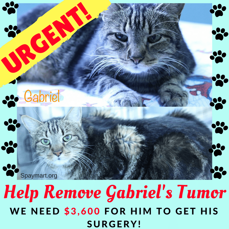Donate to Help Remove Gabriel's Tumor.png