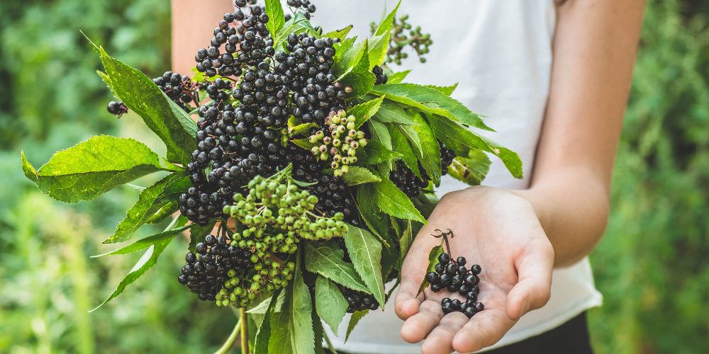 Everything you need to Know about Elderberries and their Benefits
