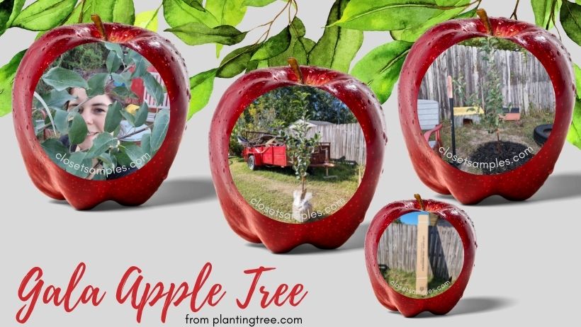 Gala Apple Tree from PlantingTree closetsamples 2022 holiday gift guide