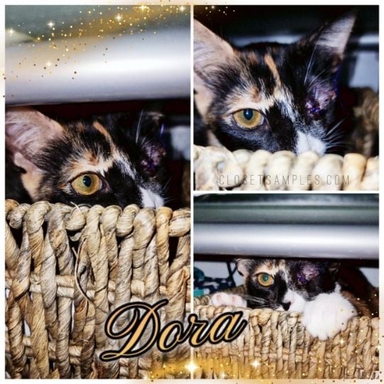 Dora Needs Your Help to Get Eye Removal Surgery closetsamples calico cat