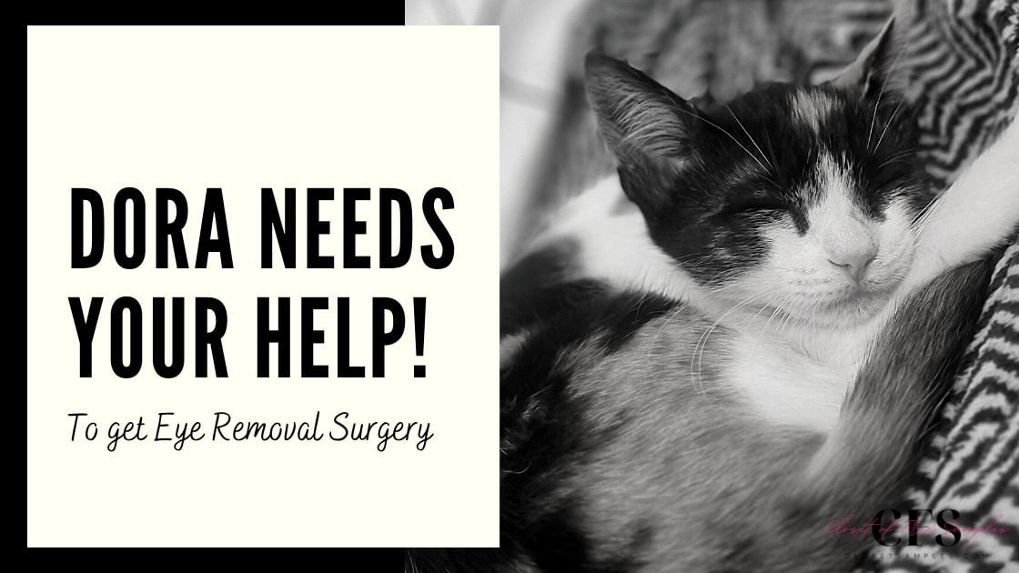 Dora Needs Your Help to Get Eye Removal Surgery closetsamples