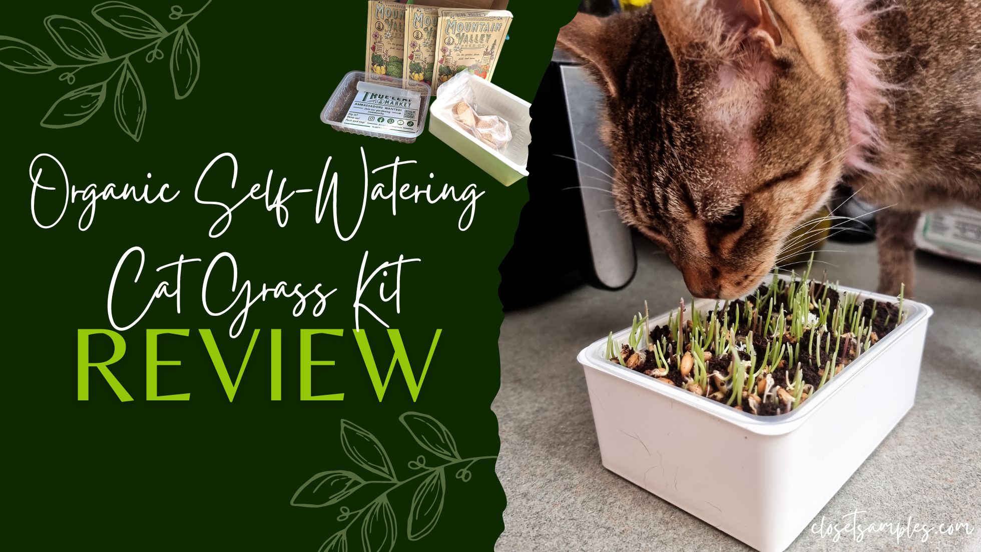 True Leaf Market Organic Self Watering Cat Grass Kit Review closetsamples